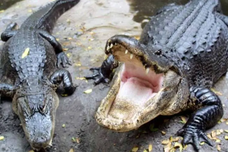 
	As &#39;festas com jacar&eacute;s&#39; ocorriam em piscinas privadas na regi&atilde;o de Tampa
 (Getty Images)