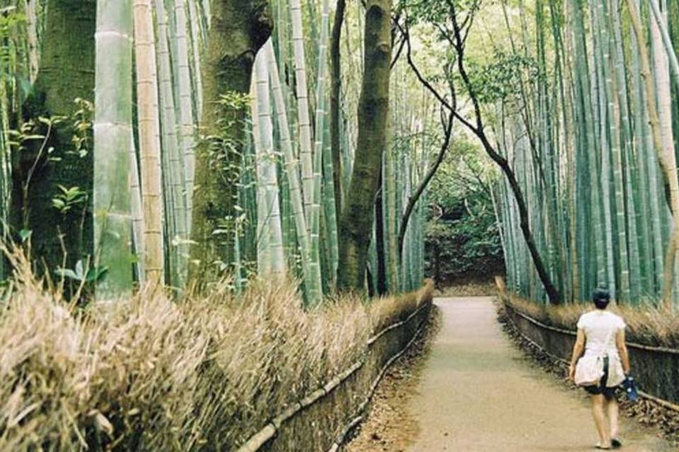 Bambu é adotado como material de construção sustentável