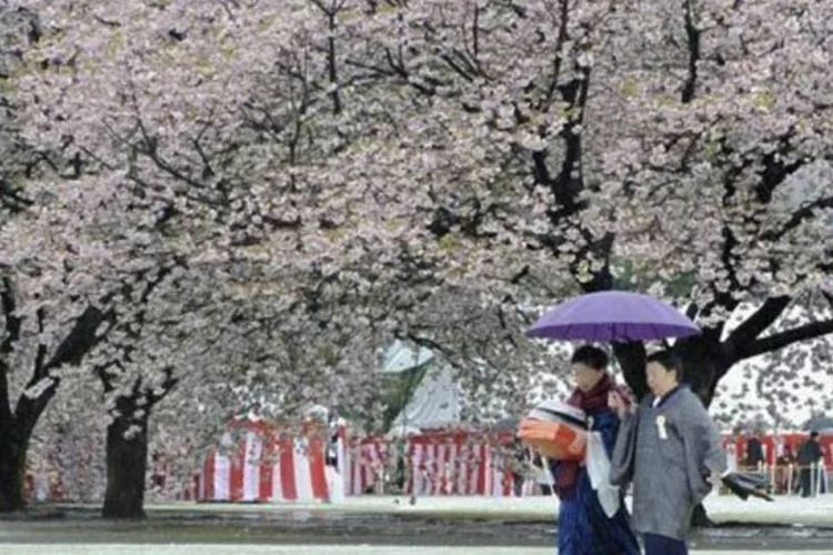 Entre as árvores mais utilizadas nos jardins está a sakura (flor de cerejeira)  (Toru Yamanaka/AFP)
