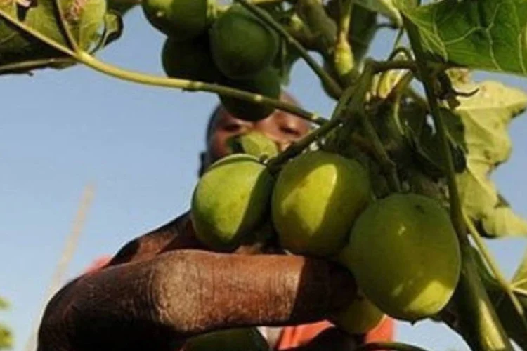Plantação de jatropha na Costa do Marfim (AFP/Kambou Sia)