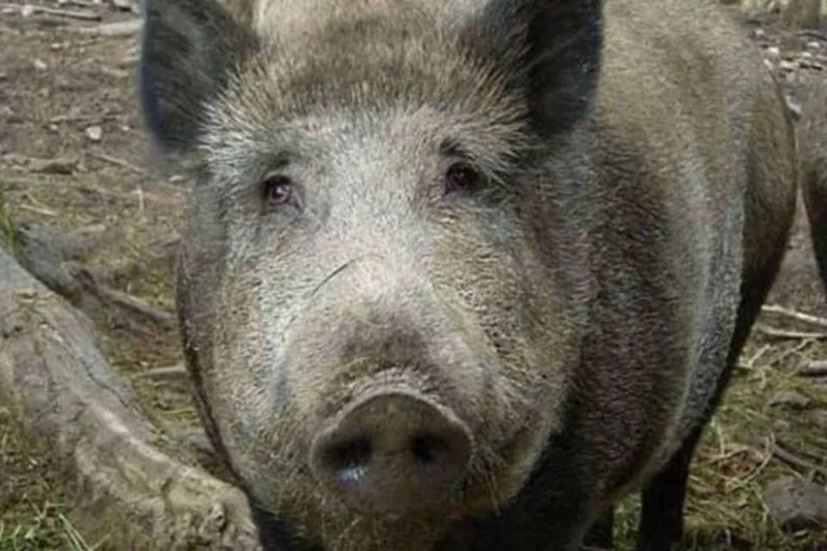 Alemanha já adotou medidas extremas para controlar a doença (Wikimedia Commons/ Frank Vincentz/Wikimedia Commons)