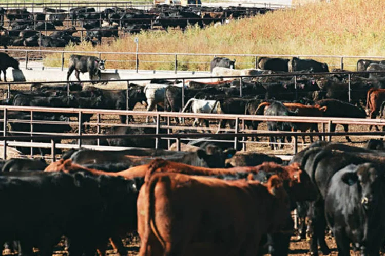 
	Rebanho do JBS: a&nbsp;l&iacute;der global em processamento de carne bovina&nbsp;&eacute; uma das participantes do projeto
 (John Blake/EXAME.com)