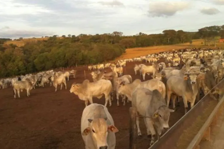 Dinheiro servirá 'para fortalecer a agricultura, articular o sistema de inovação tecnológica, reativar e fomentar a criação de gado e renovar o parque cafeicultor em nível nacional' (Divulgação)