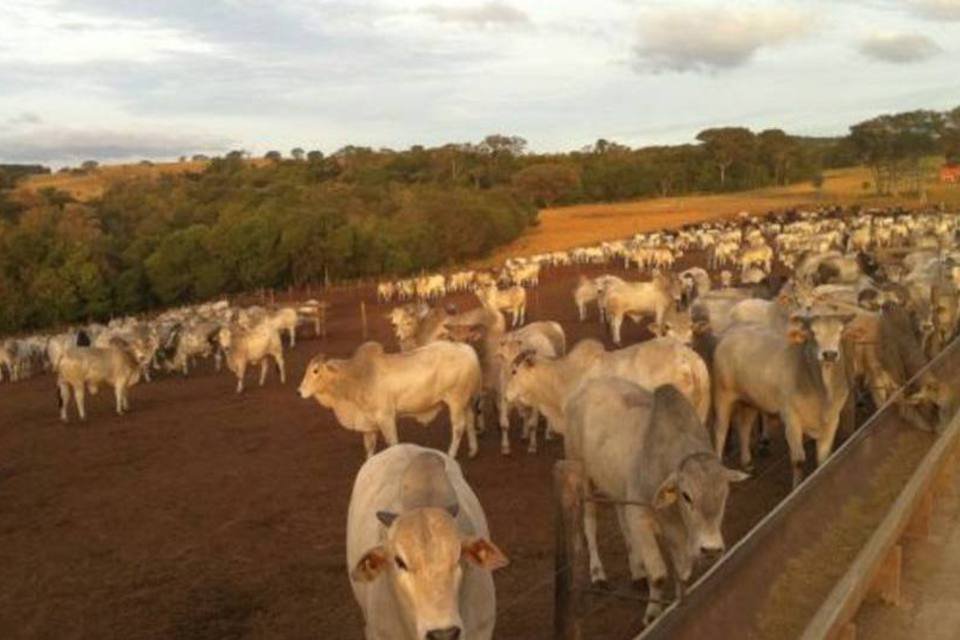 Líbano suspende importação de gado do Paraná