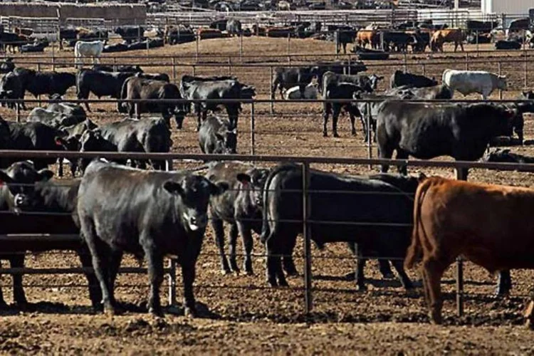 Rebanho do JBS nos Estados Unidos: consultoria BCG destaca a trajetória de aquisições da companhia, que se tornou o maior processador de carne bovina do mundo (John Blake)