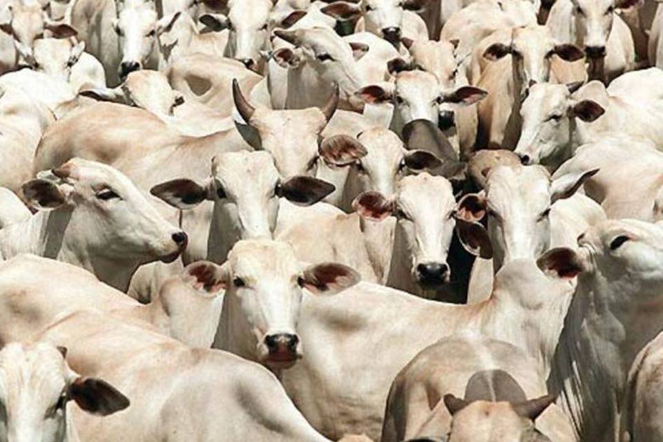Preço de gado deve chegar com redução do abate nos EUA