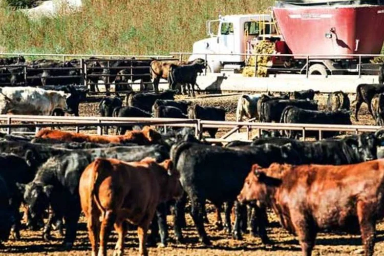 
	JBS: grupo brasileiro tem participa&ccedil;&atilde;o de 75,3% na norte-americana Pilgrim&#39;s Pride
 (John Blake/EXAME)