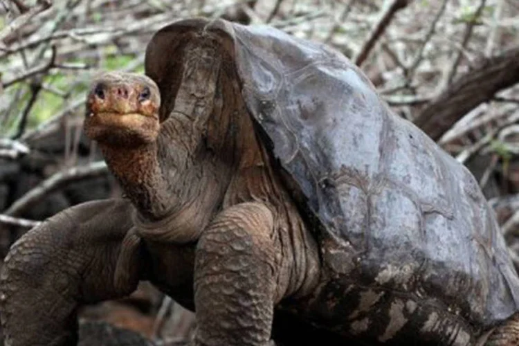 Solitário Jorge, último representante da espécie "Geochelone Abigdoni", com idade estimada de mais de 100 anos
 (Rodrigo Buendia/AFP)