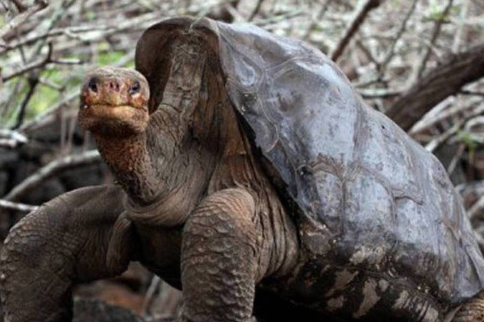 Morre Solitário Jorge, última tartaruga de sua espécie