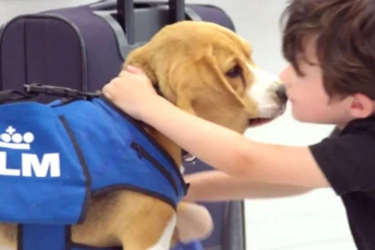 
	Beagle em comercial da KLM: uma das not&iacute;cias da semana
 (Reprodução/Reprodução)