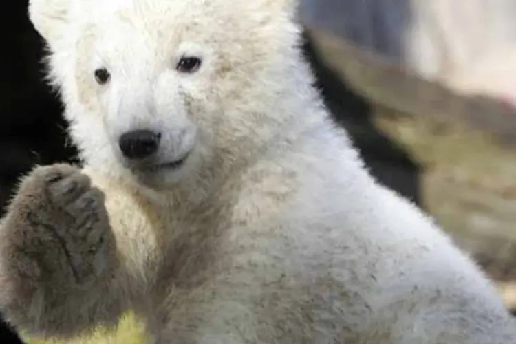 
	Knut: o urso polar teve um ataque epil&eacute;ptico e se afogou na piscina de seu cercado
 (Getty Images)