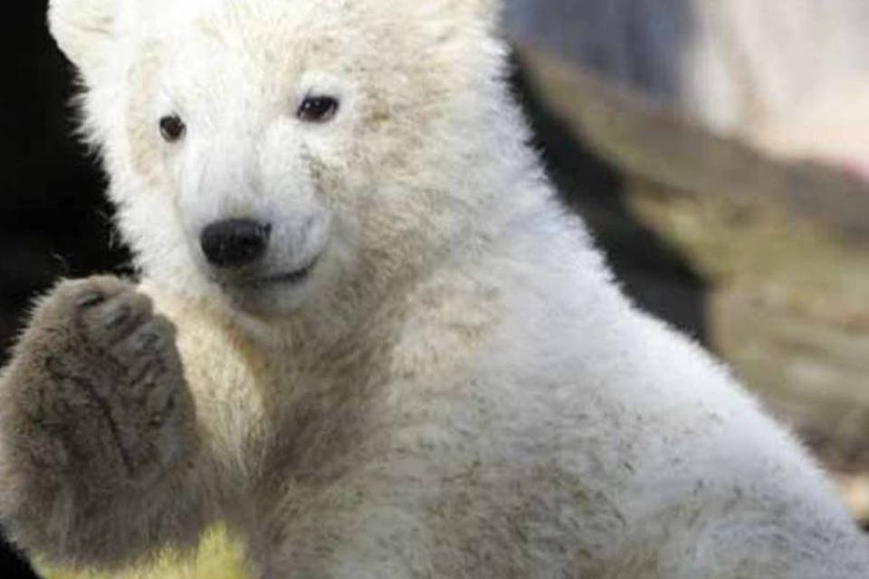 Cientistas desvendam morte de urso polar Knut