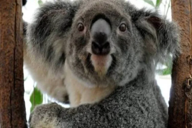 Além das cidades, a rica fauna australiana também sofre com as inundações que golpearam o nordeste do país. (AFP)