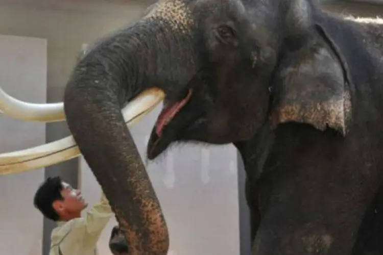 
	O elefante Koshik e seu tratador, no Zool&oacute;gico Everland: os pesquisadores n&atilde;o sabem como o elefante desenvolveu a habilidade de repetir palavras
 (Kim Jae-Hwan/AP)