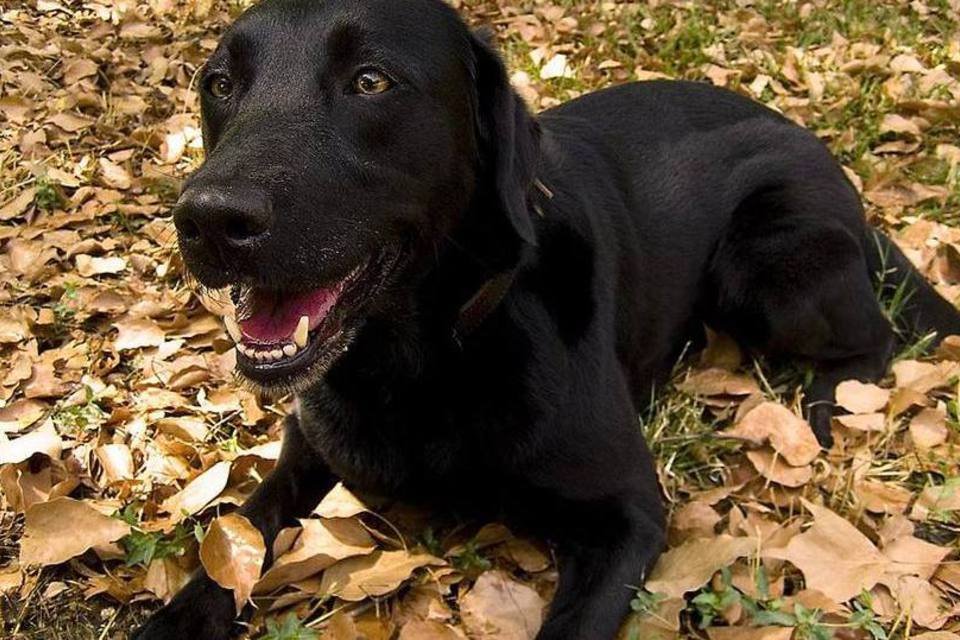 Cachorros que farejam câncer oferecem novas opções de testes