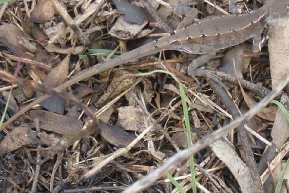 Nova espécie de lagartixa é descoberta na Austrália