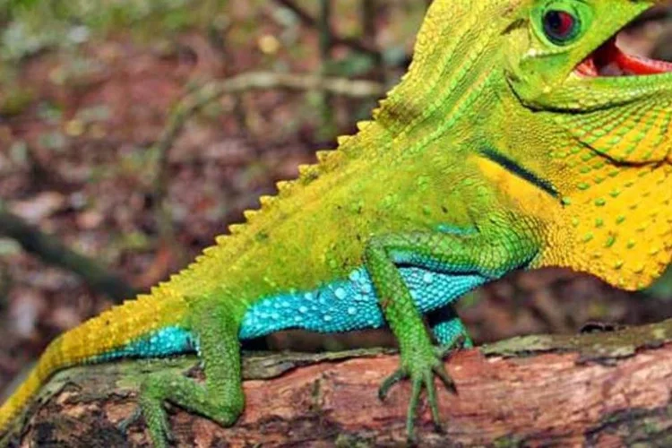 
	Lagarto de nariz saliente (Lyriocephalus scutatus), listado como &quot;quase amea&ccedil;ado de extin&ccedil;&atilde;o&quot;
 (IUCN/ Ruchira Somaweera)
