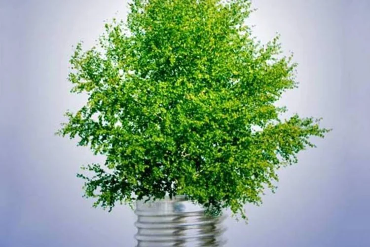 Negócios verdes (Dreamstime)