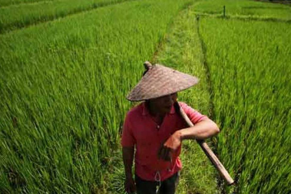 Pesquisa cria produção de arroz com baixo consumo de água