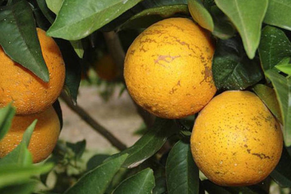 Indústria de suco de laranja do país vê "grande" safra no ano