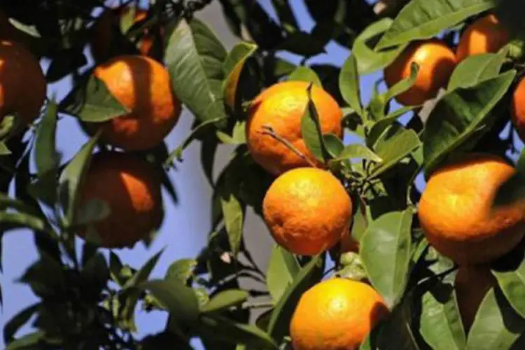 O Brasil é o maior produtor de suco de laranja do mundo e também é o principal exportador do produto
 (Odd Andersen/AFP)