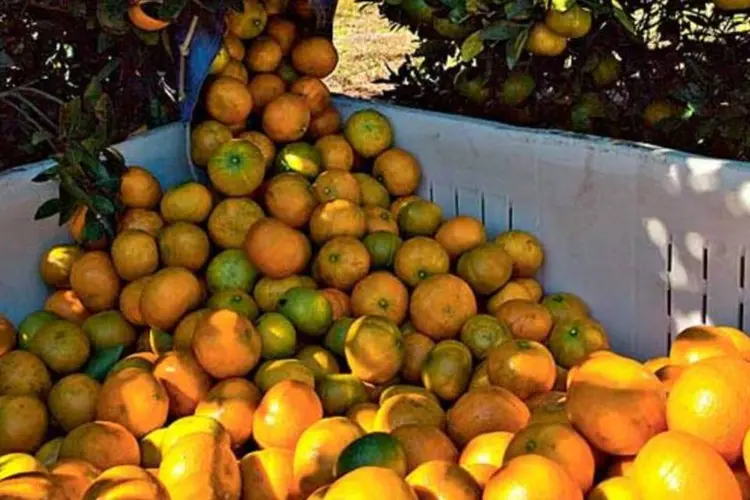 
	Cultivo de laranja: segundo o IBGE, 10 das 23 atividades apresentaram defla&ccedil;&atilde;o, com destaque para o recuo de 2,56% de alimentos e de 2,02% de fumo
 (Matt Stroshane/Getty Images)