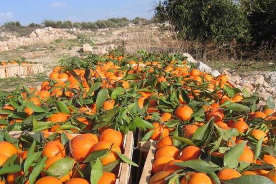 Estoques globais de suco de laranja do Brasil crescem 209,5%