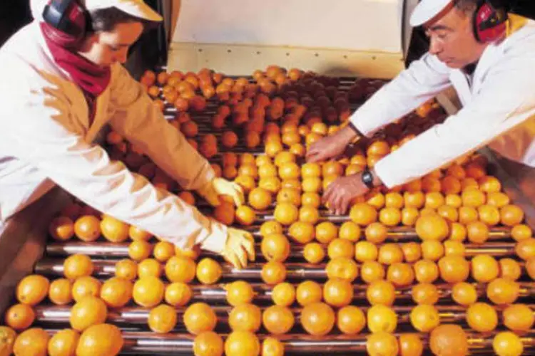 
	Funcion&aacute;rios manipulam laranjas em esteira em f&aacute;brica de suco: S&atilde;o Paulo concentra a grande maioria das ind&uacute;strias processadoras da fruta do Brasil
 (Luis Davilla/Getty Images)