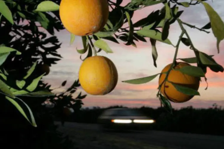 Laranja: potencial é de processamento de 200 milhões de caixas de laranja para a produção do suco 100% nos próximos dez anos. (Justin Sullivan/Getty Images)