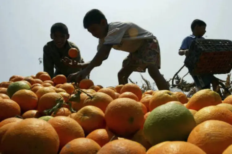A Conab estimou a safra de laranja em 2013/14 de São Paulo e do Triângulo Mineiro em cerca de 340 milhões de caixas, em número que inclui toda a produção citrícola das duas regiões ( Abid Katib/Getty Images)