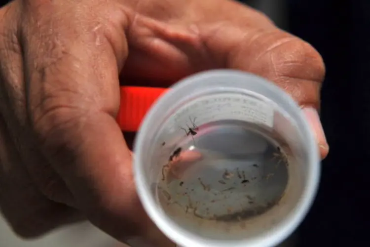 Larvas e mosquito Aedes aegypti, transmissor da dengue: já são 8.508 casos desde janeiro (AFP/Getty Images)