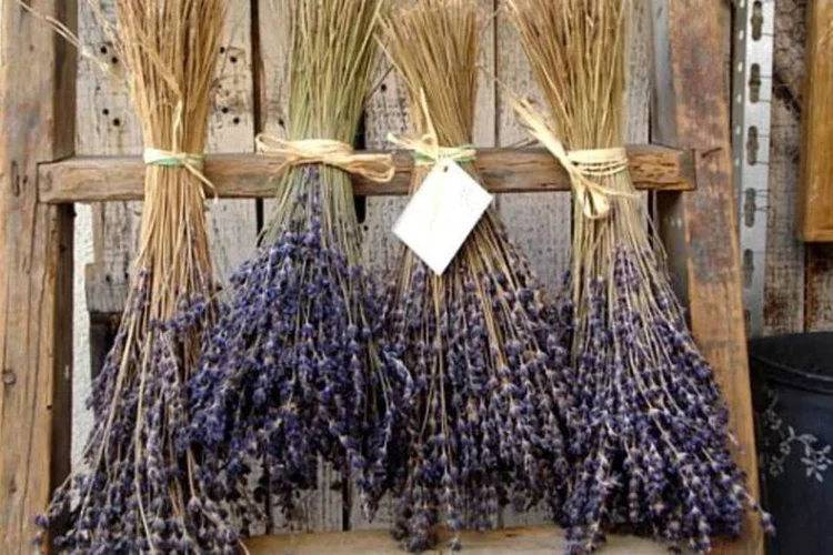 Lavanda é ótimo para quartos, pois estimula o relaxamento (Stock.XCHNG)