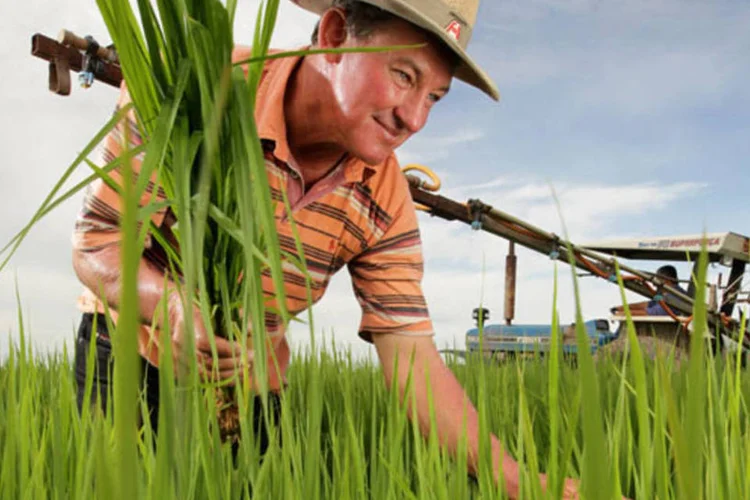 Lavoura de arroz em Goiás: produtores locais, como Odécio Kieling, contam com a vinda de dinheiro chinês para expandir a produção (Cristiano Mariz/EXAME.com)
