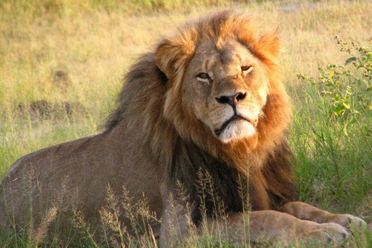 
	O le&atilde;o Cecil: morto por dentista americano em parque do Zimb&aacute;bue
 (Daughter#3/Wikimedia Commons)