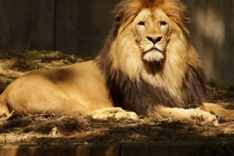 Leão do IR (Chip Somodevilla/Getty Images)