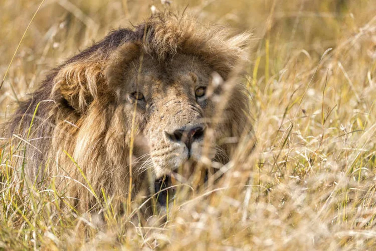 Leão escondido (Serge_Vero/Thinkstock)