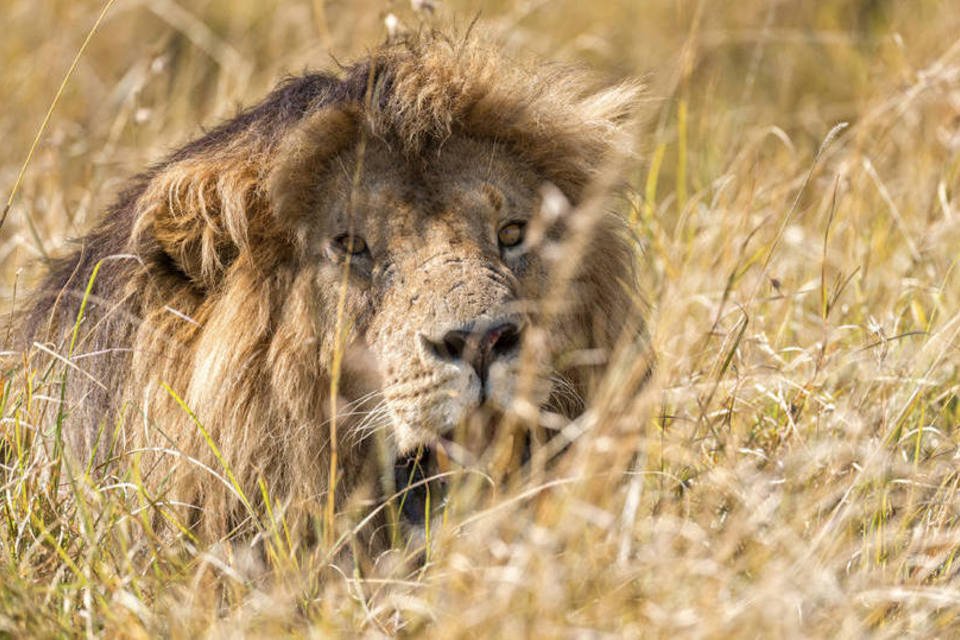 Leão ataca e mata turista americana em parque sul-africano