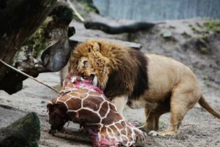 
	Le&atilde;o come uma girafa no zool&oacute;gico de Copenhague: le&otilde;es foram sacrificados porque o zool&oacute;gico n&atilde;o conseguiu encontrar outro local para eles, segundo porta-voz
 (Kasper Palsnov/AFP)