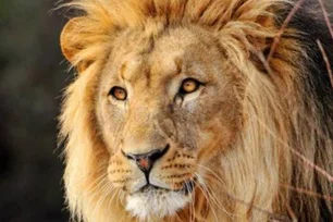 Imagem referente à matéria: Cuidado com o Leão: os mitos sobre o IR que vão te deixar na mira da Receita