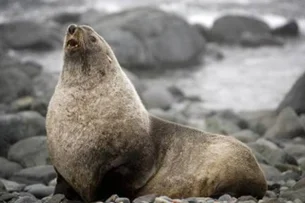 Aquecimento global ameaça focas na Antártica e população cai 54%, mostra estudo