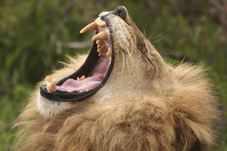 Leão (ecoimagesphotos/Thinkstock)