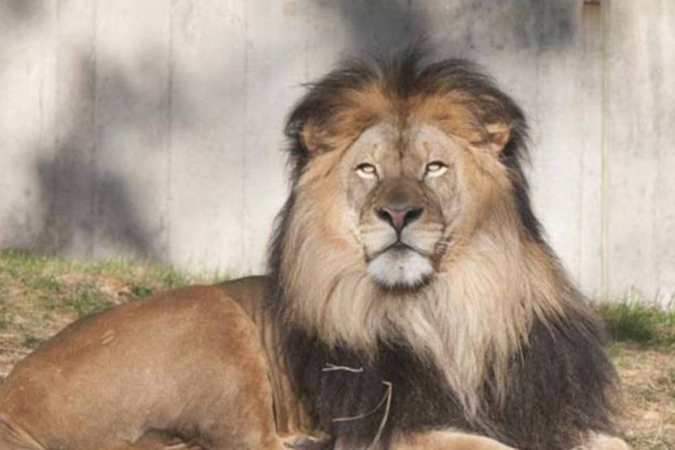 Leão morre na Hungria após comer carne infectada com antraz