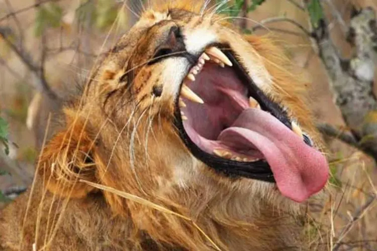 Leão, símbolo do Imposto de Renda (Cameron Spence/Getty Images)