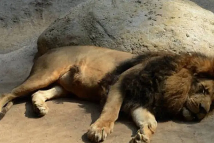 Leão dormindo: o zoo de Colchester informou que nenhum leão fugiu do local
 (Patrik Stollarz/AFP)