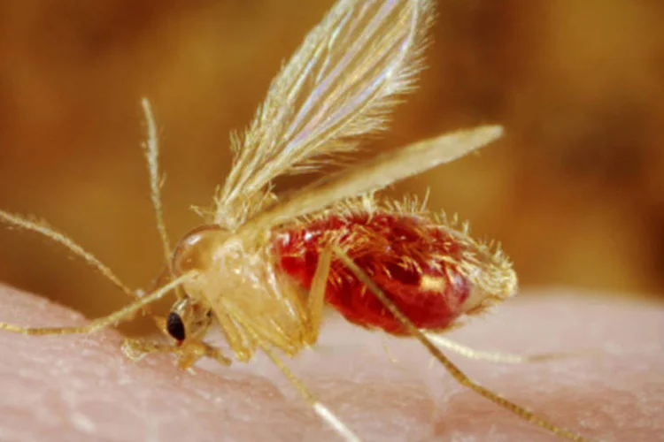 
	Mosquito transmissor da leishmaniose: creme criado pelo Inpa foi desenvolvido com base em nanotecnologia
 (Getty Images)