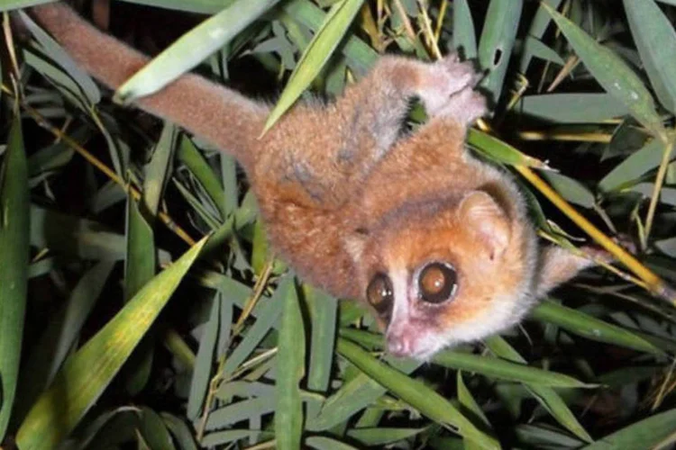 Microcebus marohita, uma das duas novas espécies de lêmure identificadas em Madagascar (AFP / Bellarmin Ramahefasoa)