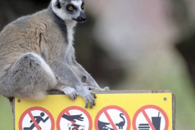 Lêmure, animal em extinção: das 105 espécies conhecidas de lêmures de Madagascar, "24 já são consideradas em situação crítica de risco". (AFP / Jean-Christophe Verhaegen)