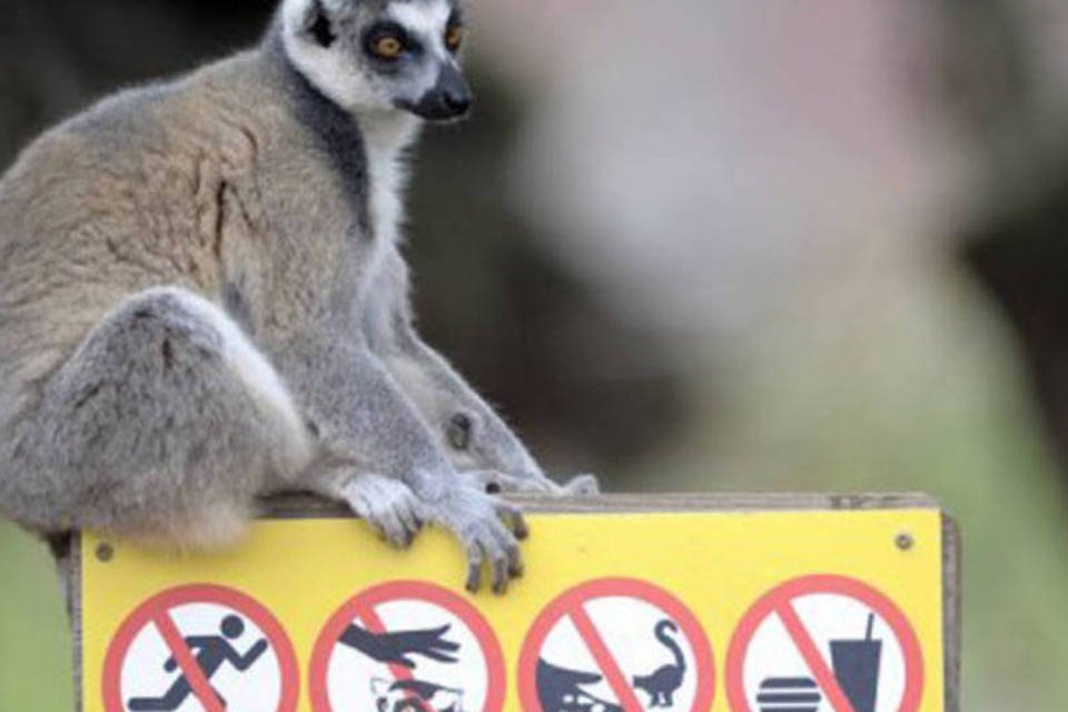 Salvar lêmures de Madagascar custa mais de U$ 7 milhões