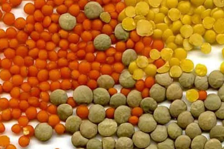 
	Lentilhas: empresa indiana firmou acordo com a Embrapa para produzir variedades de lentilha para exporta&ccedil;&atilde;o
 (Wikimedia Commons)