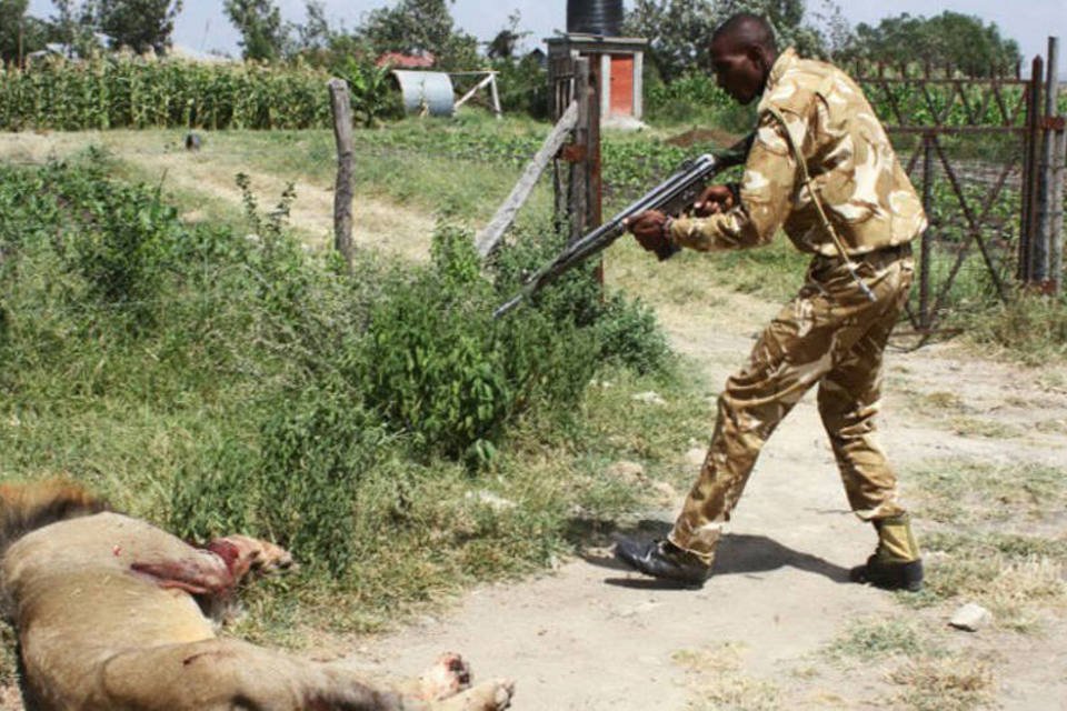 Leões no Quênia: "Mohwak foi abatido para evitar ferimentos e a morte de pessoas" (AFP)